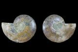 Agate Replaced Ammonite Fossil - Madagascar #166848-1